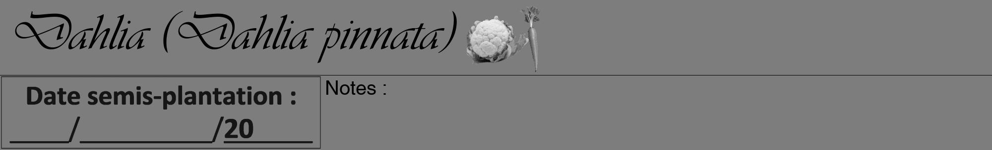 Étiquette de : Dahlia pinnata - format a - style noire35viv avec comestibilité simplifiée