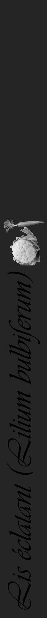 Étiquette de : Lilium bulbiferum - format a - style noire47viv avec comestibilité simplifiée - position verticale