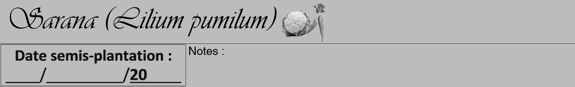 Étiquette de : Lilium pumilum - format a - style noire1viv avec comestibilité simplifiée