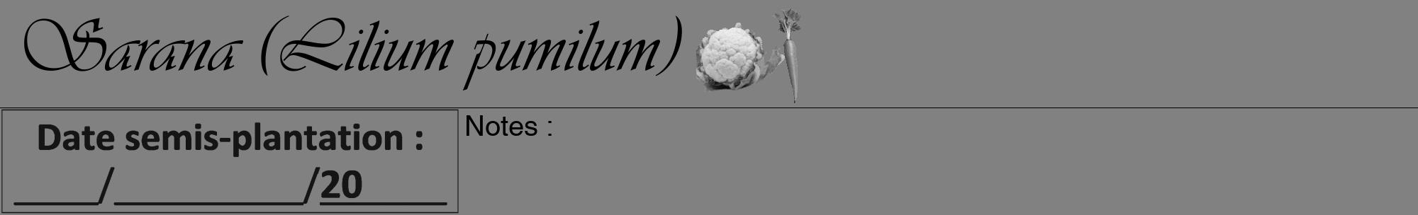 Étiquette de : Lilium pumilum - format a - style noire50viv avec comestibilité simplifiée