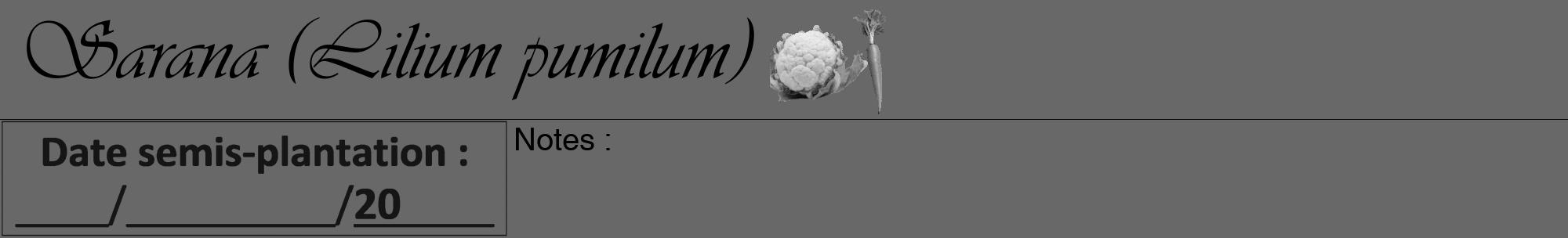 Étiquette de : Lilium pumilum - format a - style noire6viv avec comestibilité simplifiée