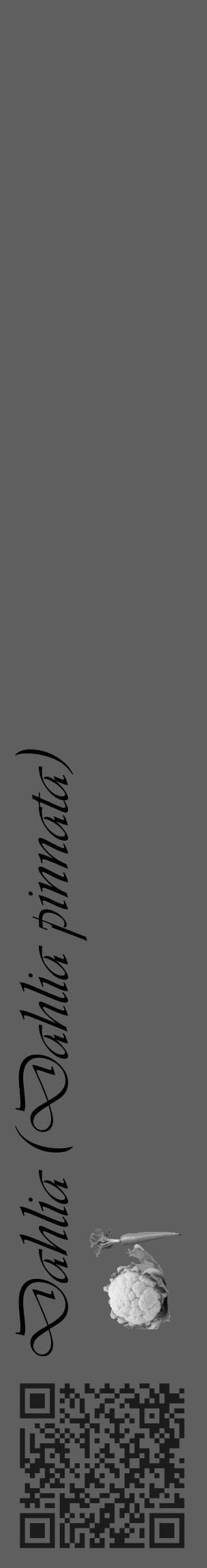 Étiquette de : Dahlia pinnata - format c - style noire10_basique_basiqueviv avec qrcode et comestibilité simplifiée - position verticale