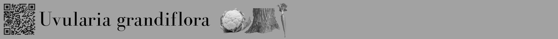 Étiquette de : Uvularia grandiflora - format a - style noire38basiquebod avec qrcode et comestibilité simplifiée