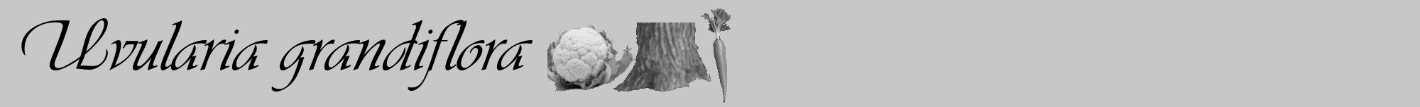 Étiquette de : Uvularia grandiflora - format a - style noire15viv avec comestibilité simplifiée