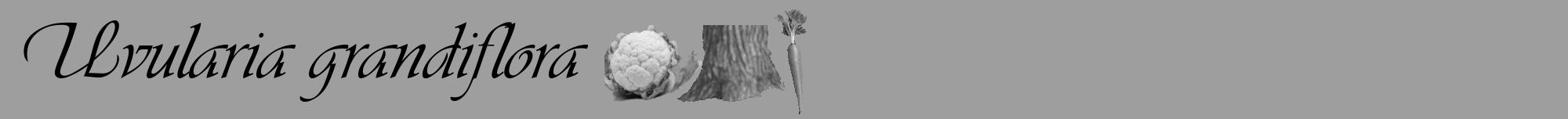 Étiquette de : Uvularia grandiflora - format a - style noire42viv avec comestibilité simplifiée