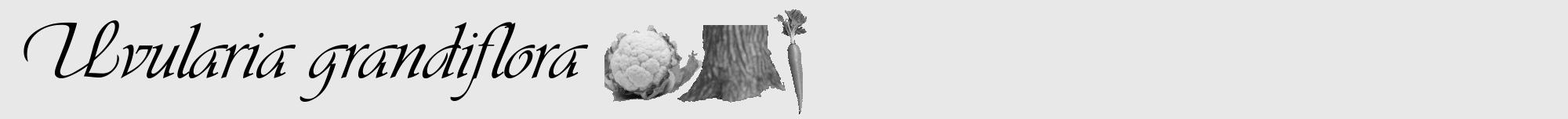 Étiquette de : Uvularia grandiflora - format a - style noire55viv avec comestibilité simplifiée