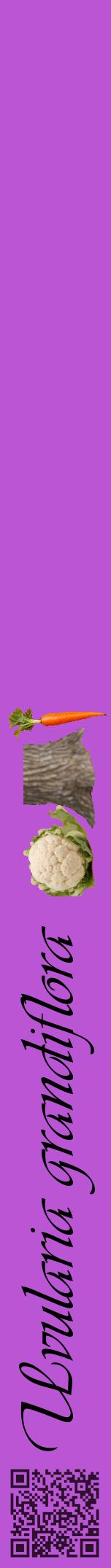 Étiquette de : Uvularia grandiflora - format a - style noire50viv avec qrcode et comestibilité simplifiée