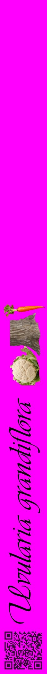 Étiquette de : Uvularia grandiflora - format a - style noire51viv avec qrcode et comestibilité simplifiée