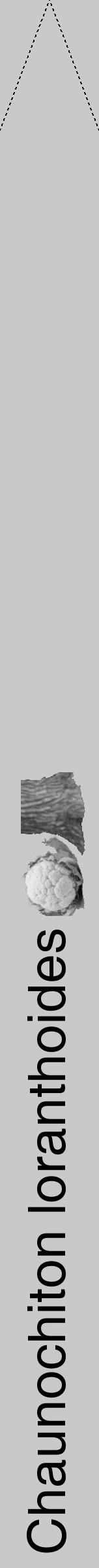 Étiquette de : Chaunochiton loranthoides - format b - style noire54hel avec comestibilité simplifiée - position verticale