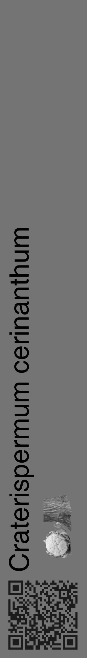 Étiquette de : Craterispermum cerinanthum - format c - style noire26_basique_basiquehel avec qrcode et comestibilité simplifiée - position verticale