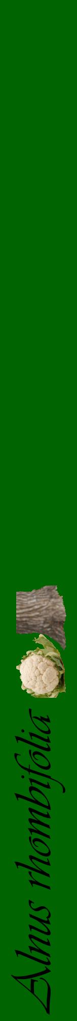 Étiquette de : Alnus rhombifolia - format a - style noire8viv avec comestibilité simplifiée