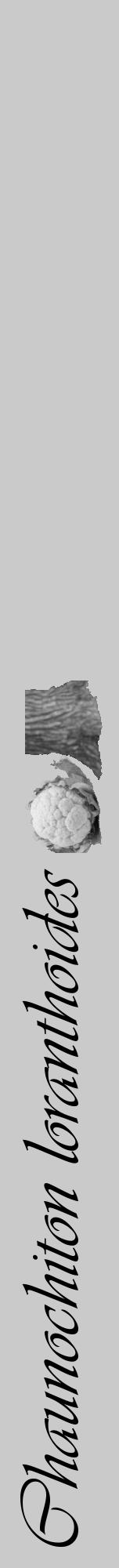 Étiquette de : Chaunochiton loranthoides - format a - style noire21viv avec comestibilité simplifiée - position verticale