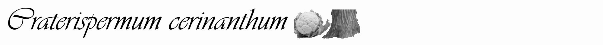 Étiquette de : Craterispermum cerinanthum - format a - style noire19viv avec comestibilité simplifiée