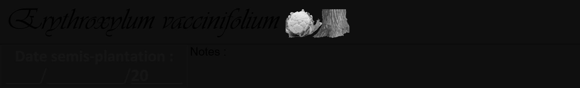 Étiquette de : Erythroxylum vaccinifolium - format a - style noire7viv avec comestibilité simplifiée