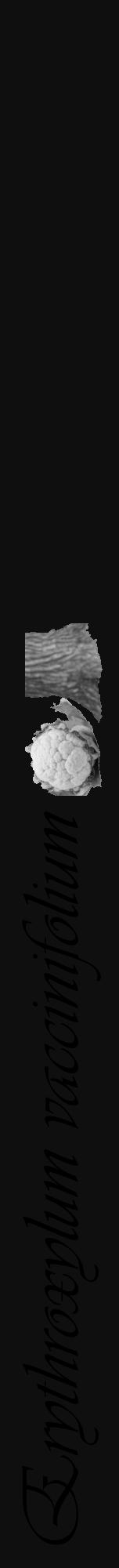 Étiquette de : Erythroxylum vaccinifolium - format a - style noire7viv avec comestibilité simplifiée - position verticale