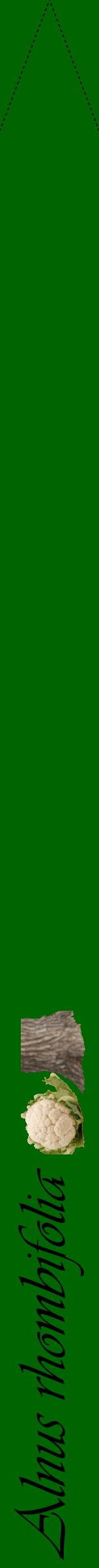 Étiquette de : Alnus rhombifolia - format b - style noire8viv avec comestibilité simplifiée