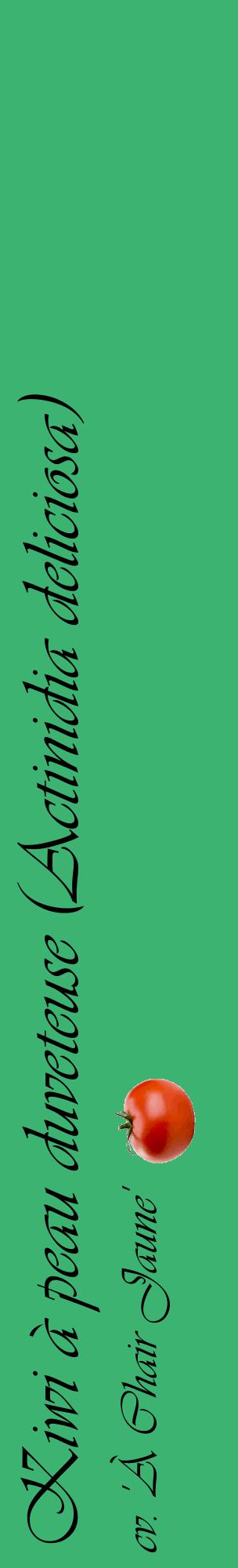 Étiquette de : Actinidia deliciosa cv. 'À Chair Jaune' - format c - style noire12_basiqueviv avec comestibilité simplifiée