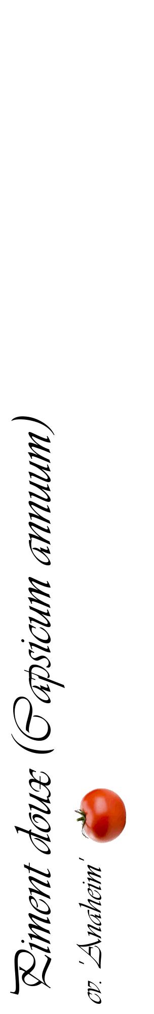 Étiquette de : Capsicum annuum cv. 'Anaheim' - format c - style noire60_basiqueviv avec comestibilité simplifiée