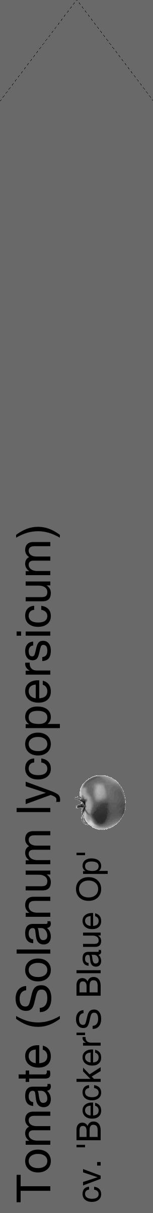Étiquette de : Solanum lycopersicum cv. 'Becker'S Blaue Op' - format c - style noire11_simple_simplehel avec comestibilité simplifiée - position verticale