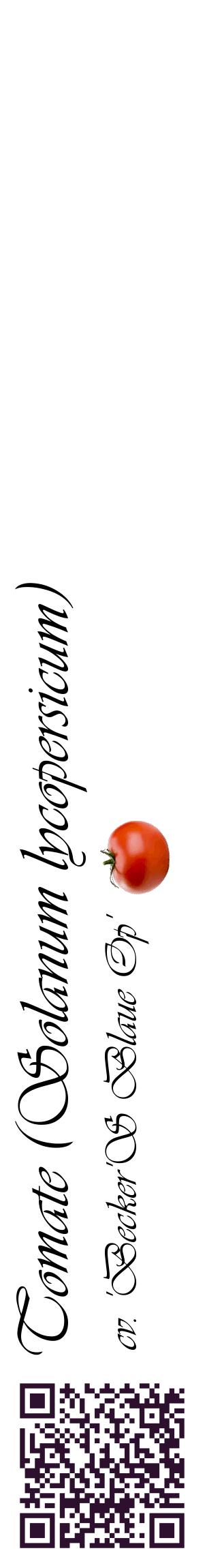 Étiquette de : Solanum lycopersicum cv. 'Becker'S Blaue Op' - format c - style noire60_basiqueviv avec qrcode et comestibilité simplifiée