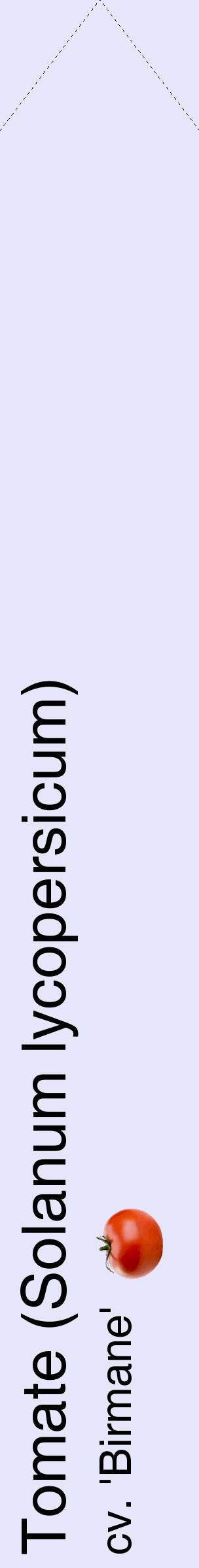 Étiquette de : Solanum lycopersicum cv. 'Birmane' - format c - style noire55_simplehel avec comestibilité simplifiée