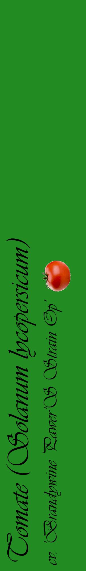 Étiquette de : Solanum lycopersicum cv. 'Brandywine Pawer'S Strain Op' - format c - style noire10_basiqueviv avec comestibilité simplifiée