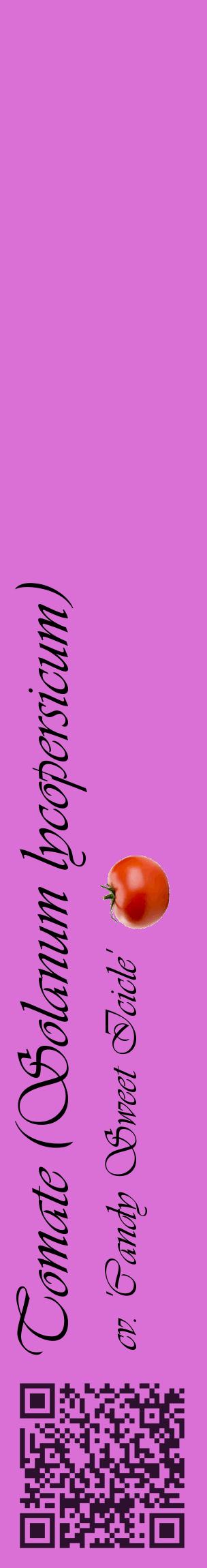 Étiquette de : Solanum lycopersicum cv. 'Candy Sweet Icicle' - format c - style noire52_basiqueviv avec qrcode et comestibilité simplifiée