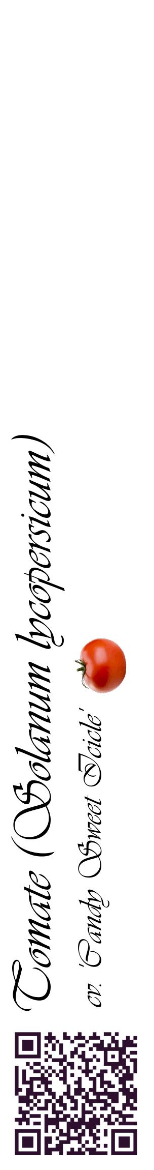 Étiquette de : Solanum lycopersicum cv. 'Candy Sweet Icicle' - format c - style noire60_basiqueviv avec qrcode et comestibilité simplifiée