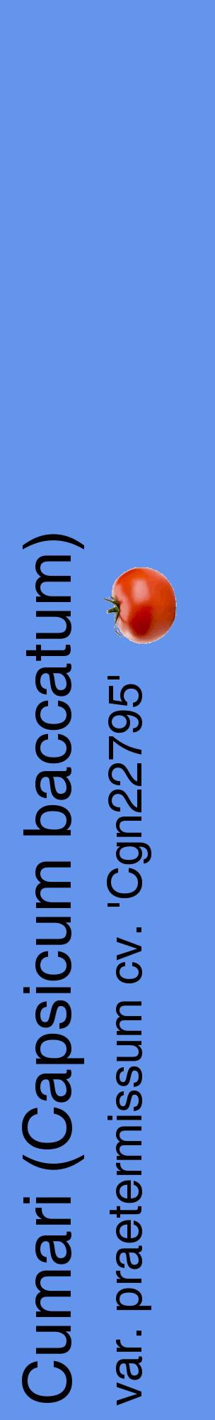 Étiquette de : Capsicum baccatum var. praetermissum cv. 'Cgn22795' - format c - style noire4_basiquehel avec comestibilité simplifiée