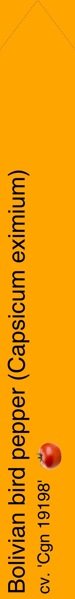 Étiquette de : Capsicum eximium cv. 'Cgn 19198' - format c - style noire22_simplehel avec comestibilité simplifiée