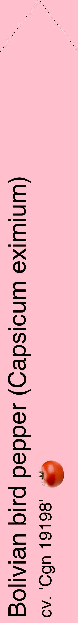 Étiquette de : Capsicum eximium cv. 'Cgn 19198' - format c - style noire40_simplehel avec comestibilité simplifiée