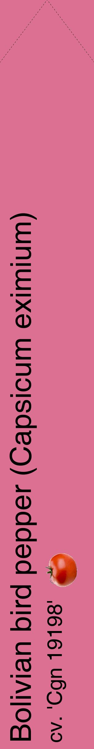 Étiquette de : Capsicum eximium cv. 'Cgn 19198' - format c - style noire44_simplehel avec comestibilité simplifiée