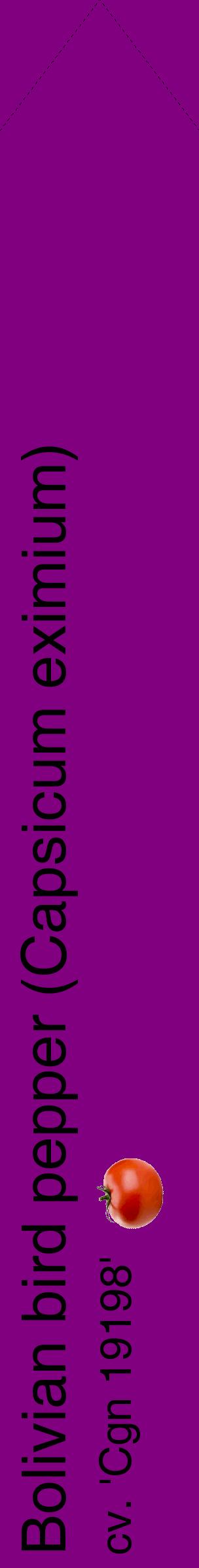 Étiquette de : Capsicum eximium cv. 'Cgn 19198' - format c - style noire46_simplehel avec comestibilité simplifiée