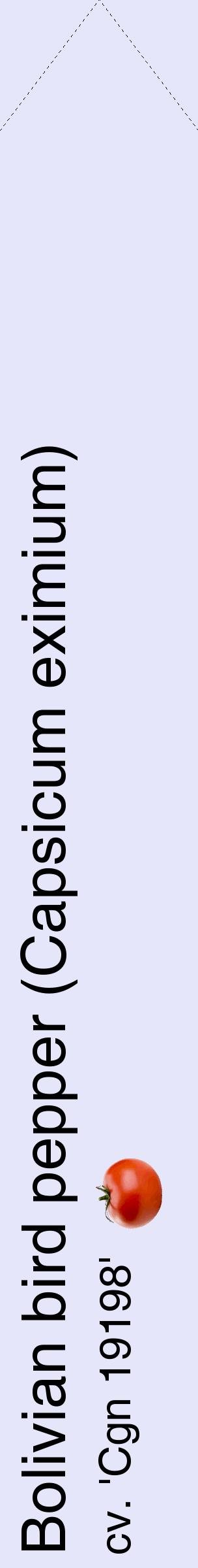 Étiquette de : Capsicum eximium cv. 'Cgn 19198' - format c - style noire55_simplehel avec comestibilité simplifiée