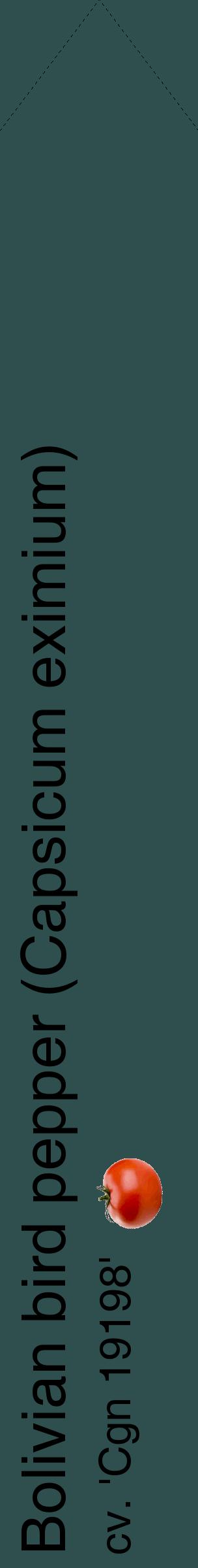 Étiquette de : Capsicum eximium cv. 'Cgn 19198' - format c - style noire58_simplehel avec comestibilité simplifiée