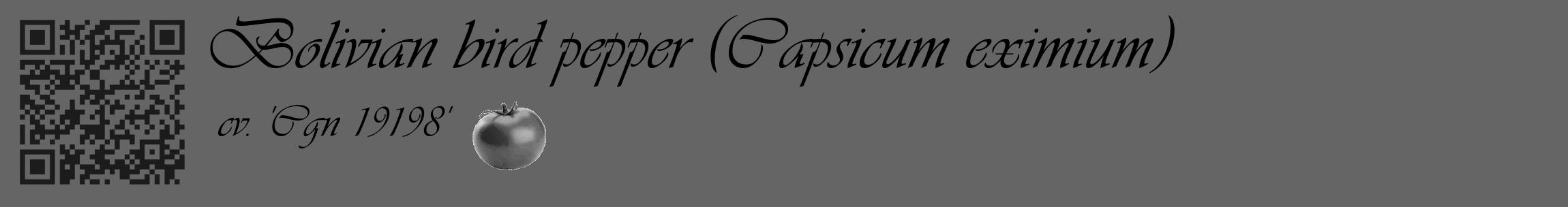 Étiquette de : Capsicum eximium cv. 'Cgn 19198' - format c - style noire32_basique_basiqueviv avec qrcode et comestibilité simplifiée