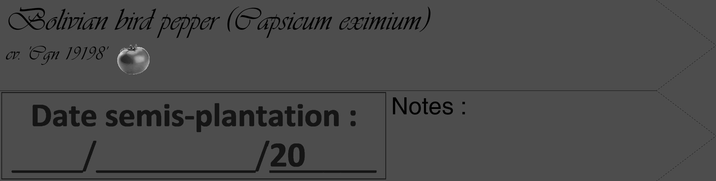 Étiquette de : Capsicum eximium cv. 'Cgn 19198' - format c - style noire28_simple_simpleviv avec comestibilité simplifiée