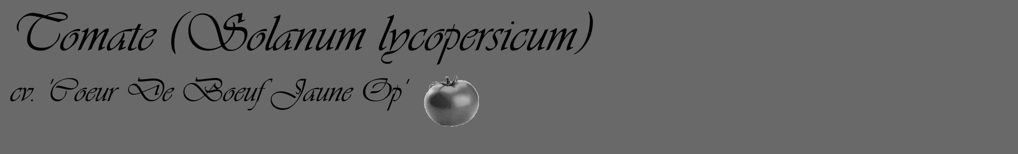 Étiquette de : Solanum lycopersicum cv. 'Coeur De Boeuf Jaune Op' - format c - style noire51_basique_basiqueviv avec comestibilité simplifiée
