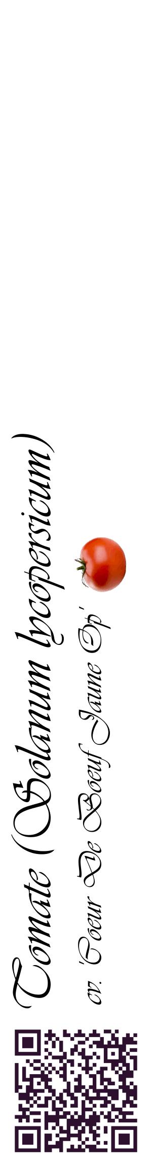 Étiquette de : Solanum lycopersicum cv. 'Coeur De Boeuf Jaune Op' - format c - style noire60_basiqueviv avec qrcode et comestibilité simplifiée