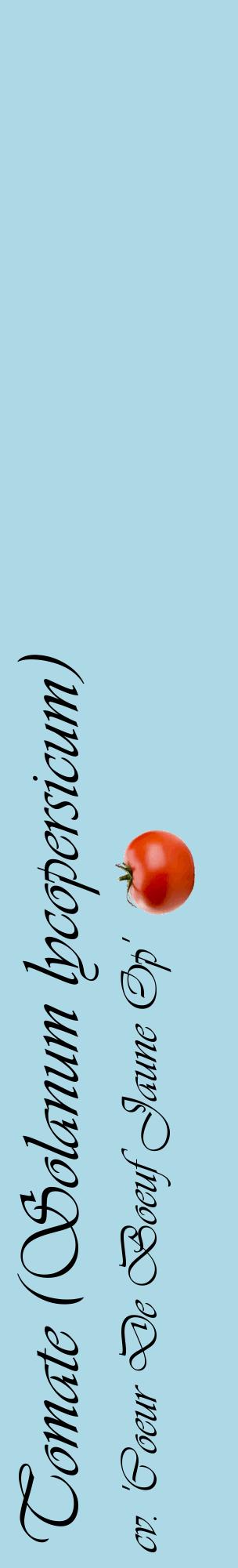 Étiquette de : Solanum lycopersicum cv. 'Coeur De Boeuf Jaune Op' - format c - style noire0_basiqueviv avec comestibilité simplifiée