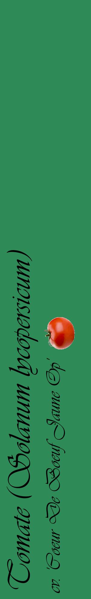 Étiquette de : Solanum lycopersicum cv. 'Coeur De Boeuf Jaune Op' - format c - style noire11_basiqueviv avec comestibilité simplifiée