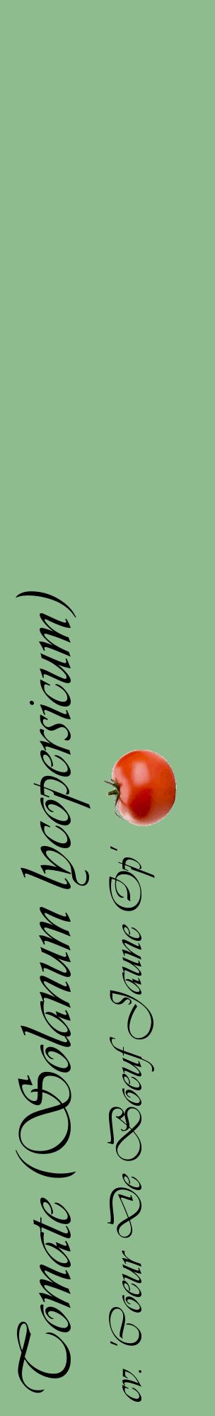 Étiquette de : Solanum lycopersicum cv. 'Coeur De Boeuf Jaune Op' - format c - style noire13_basiqueviv avec comestibilité simplifiée