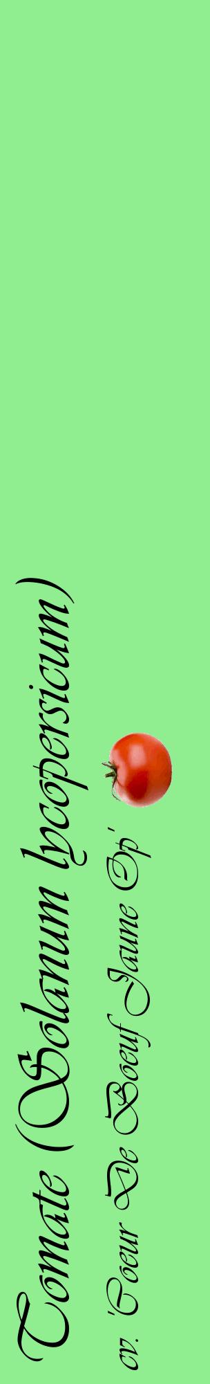 Étiquette de : Solanum lycopersicum cv. 'Coeur De Boeuf Jaune Op' - format c - style noire15_basiqueviv avec comestibilité simplifiée