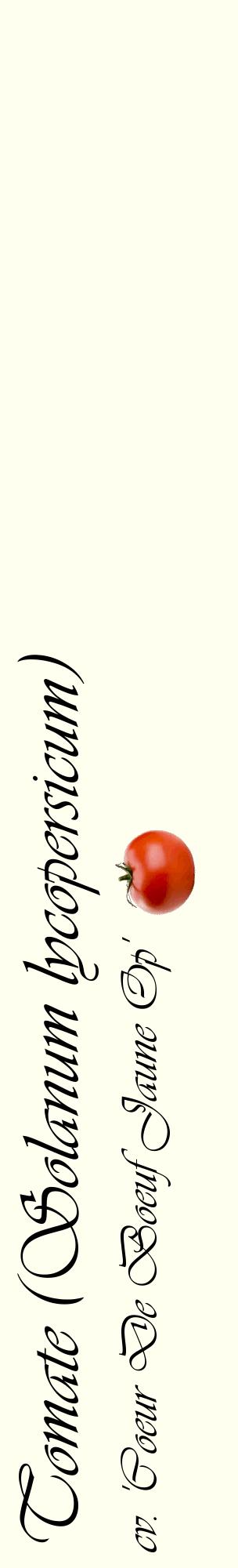 Étiquette de : Solanum lycopersicum cv. 'Coeur De Boeuf Jaune Op' - format c - style noire19_basiqueviv avec comestibilité simplifiée