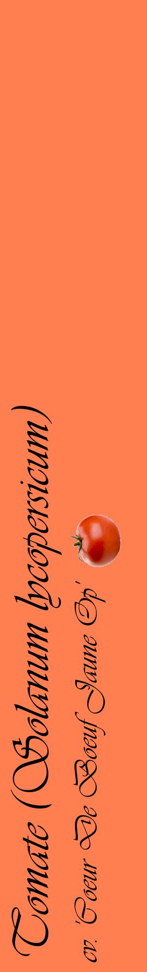 Étiquette de : Solanum lycopersicum cv. 'Coeur De Boeuf Jaune Op' - format c - style noire24_basiqueviv avec comestibilité simplifiée