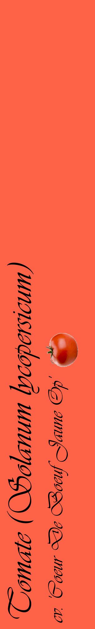 Étiquette de : Solanum lycopersicum cv. 'Coeur De Boeuf Jaune Op' - format c - style noire25_basiqueviv avec comestibilité simplifiée