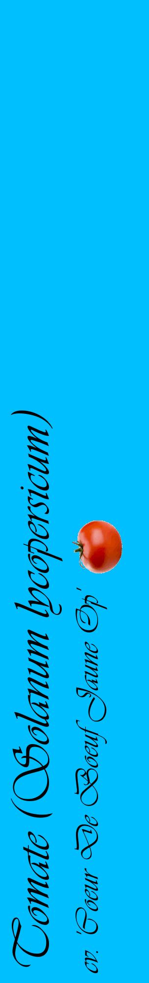 Étiquette de : Solanum lycopersicum cv. 'Coeur De Boeuf Jaune Op' - format c - style noire2_basiqueviv avec comestibilité simplifiée
