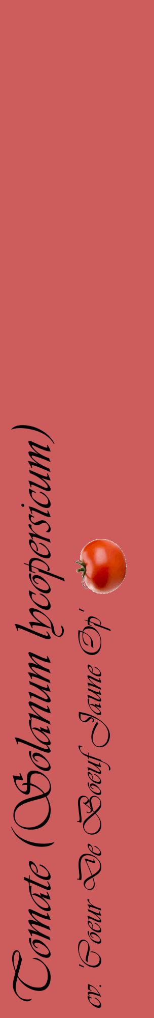 Étiquette de : Solanum lycopersicum cv. 'Coeur De Boeuf Jaune Op' - format c - style noire35_basiqueviv avec comestibilité simplifiée