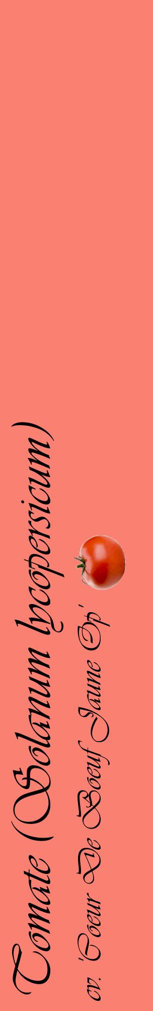 Étiquette de : Solanum lycopersicum cv. 'Coeur De Boeuf Jaune Op' - format c - style noire38_basiqueviv avec comestibilité simplifiée