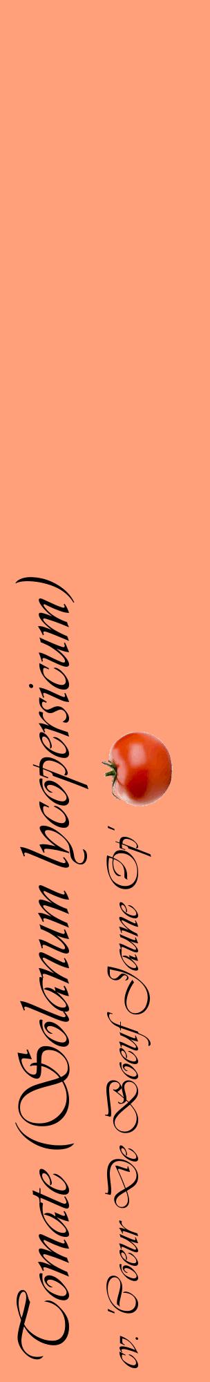 Étiquette de : Solanum lycopersicum cv. 'Coeur De Boeuf Jaune Op' - format c - style noire39_basiqueviv avec comestibilité simplifiée